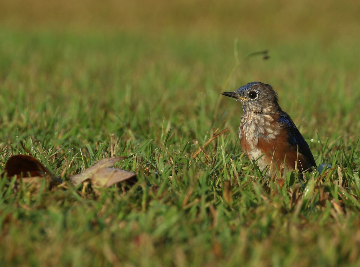 Eastern Bluebird - ML642282236