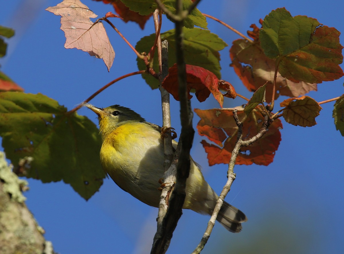 Northern Parula - ML642282242