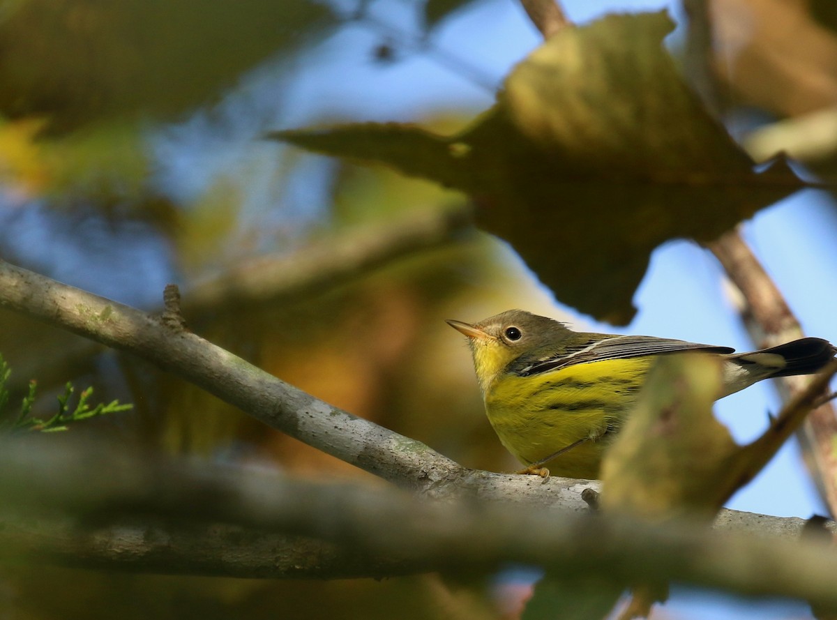 Magnolia Warbler - ML642282247