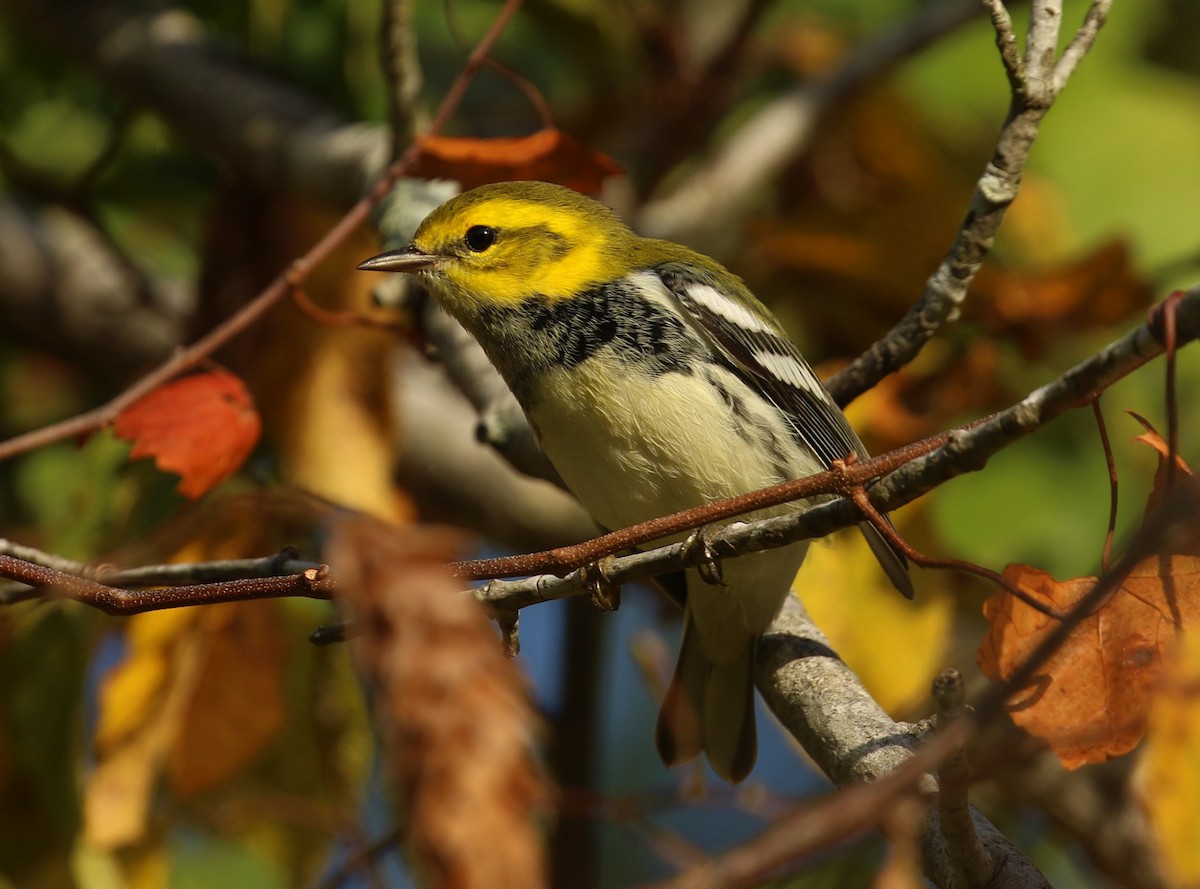 Black-throated Green Warbler - ML642282249