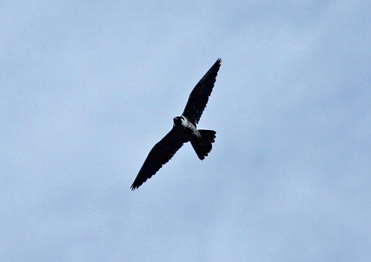 Peregrine Falcon - ML642282256