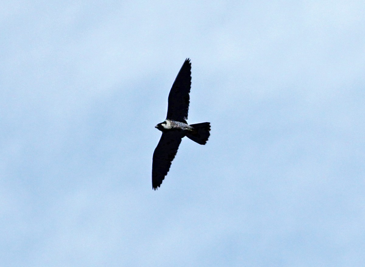 Peregrine Falcon - ML642282257