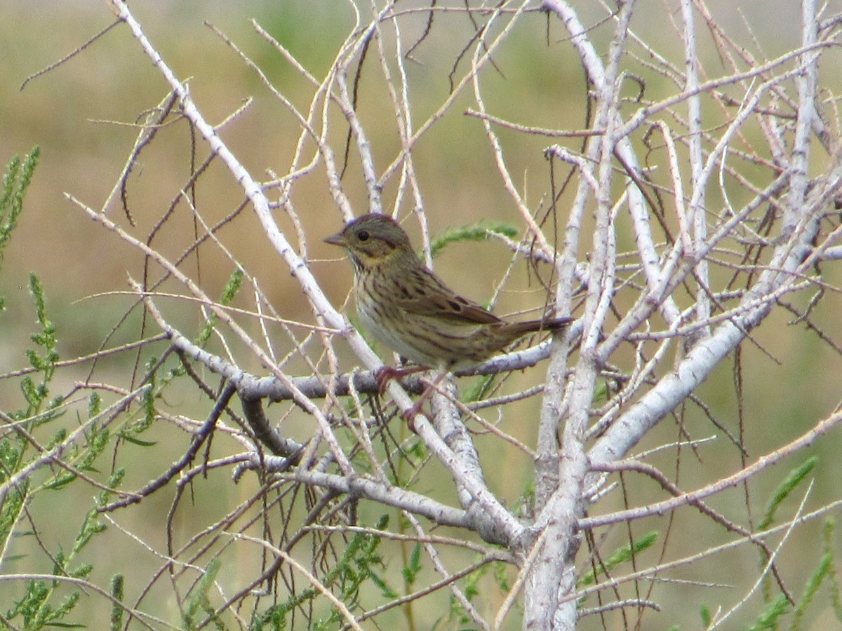 Lincoln's Sparrow - ML642282262