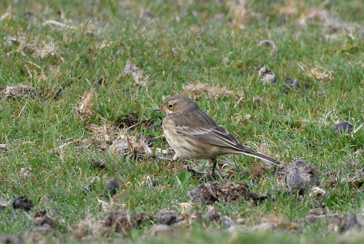 American Pipit - ML642282282