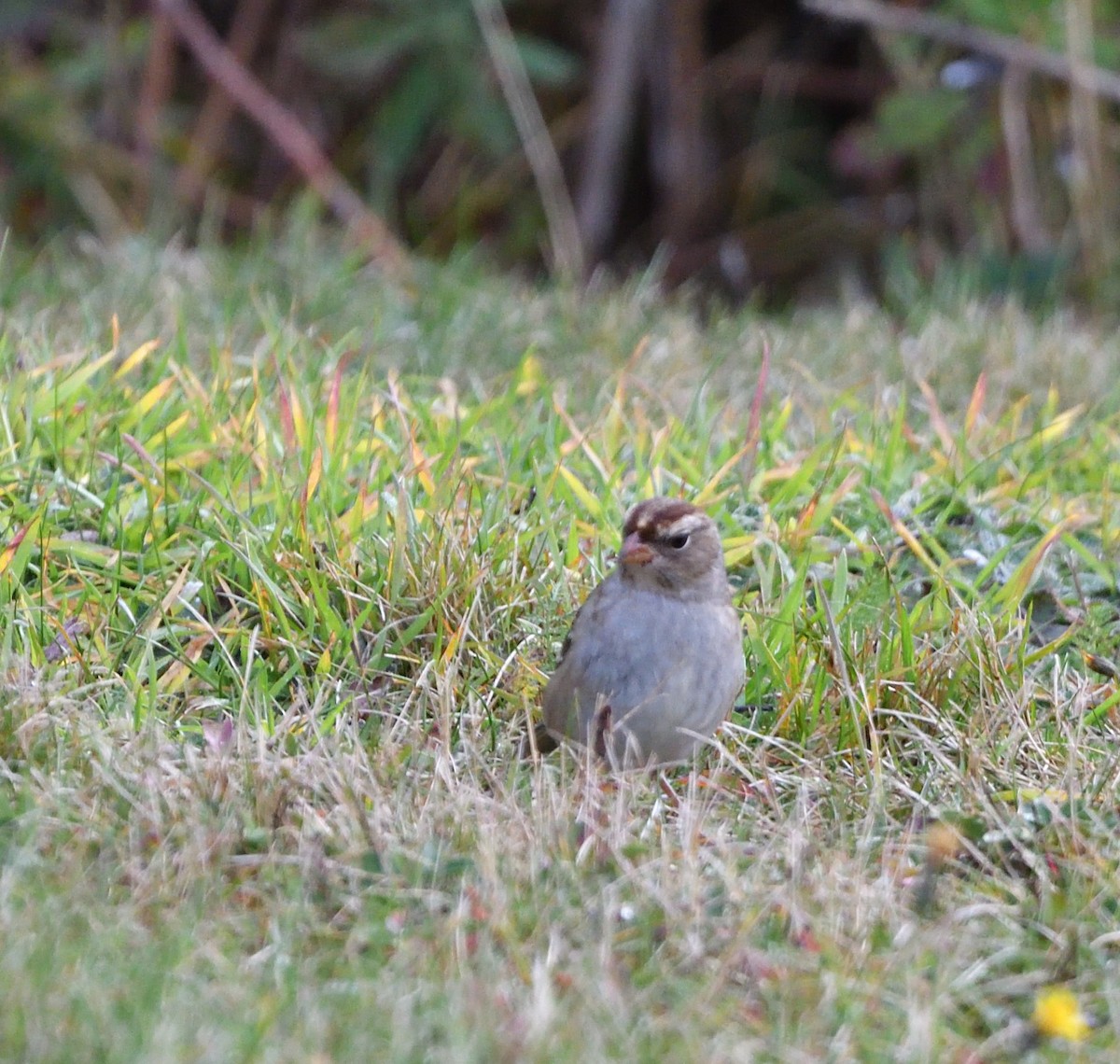 White-crowned Sparrow (Dark-lored) - ML642282286
