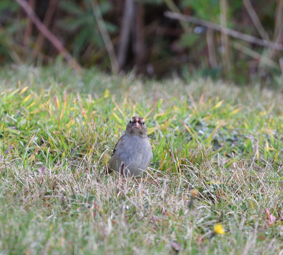 White-crowned Sparrow (Dark-lored) - ML642282287