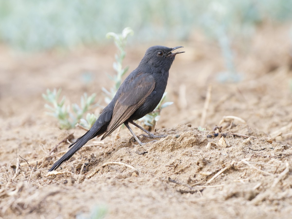 Black Scrub-Robin - ML642282289