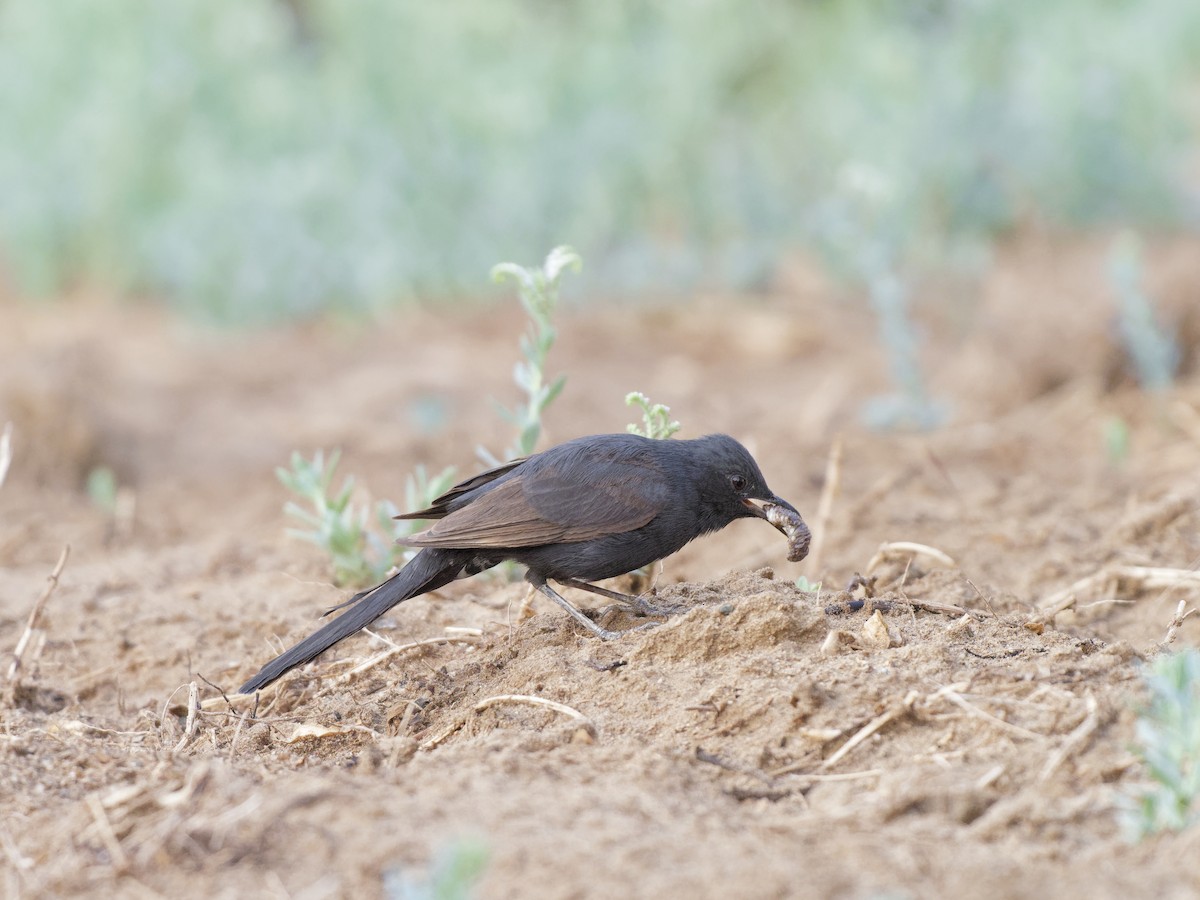 Black Scrub-Robin - ML642282290