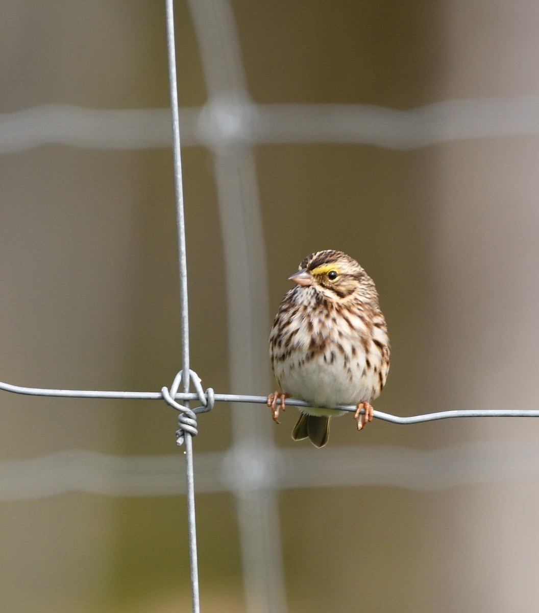 Savannah Sparrow - ML642282293