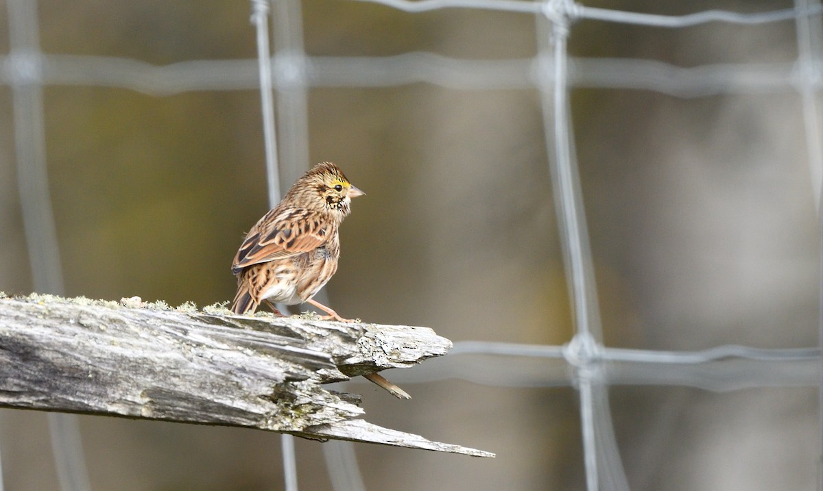Savannah Sparrow - ML642282294