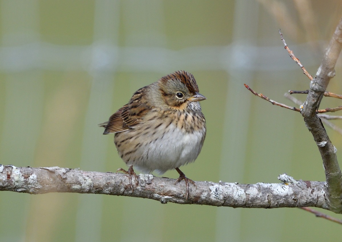 Lincoln's Sparrow - ML642282304