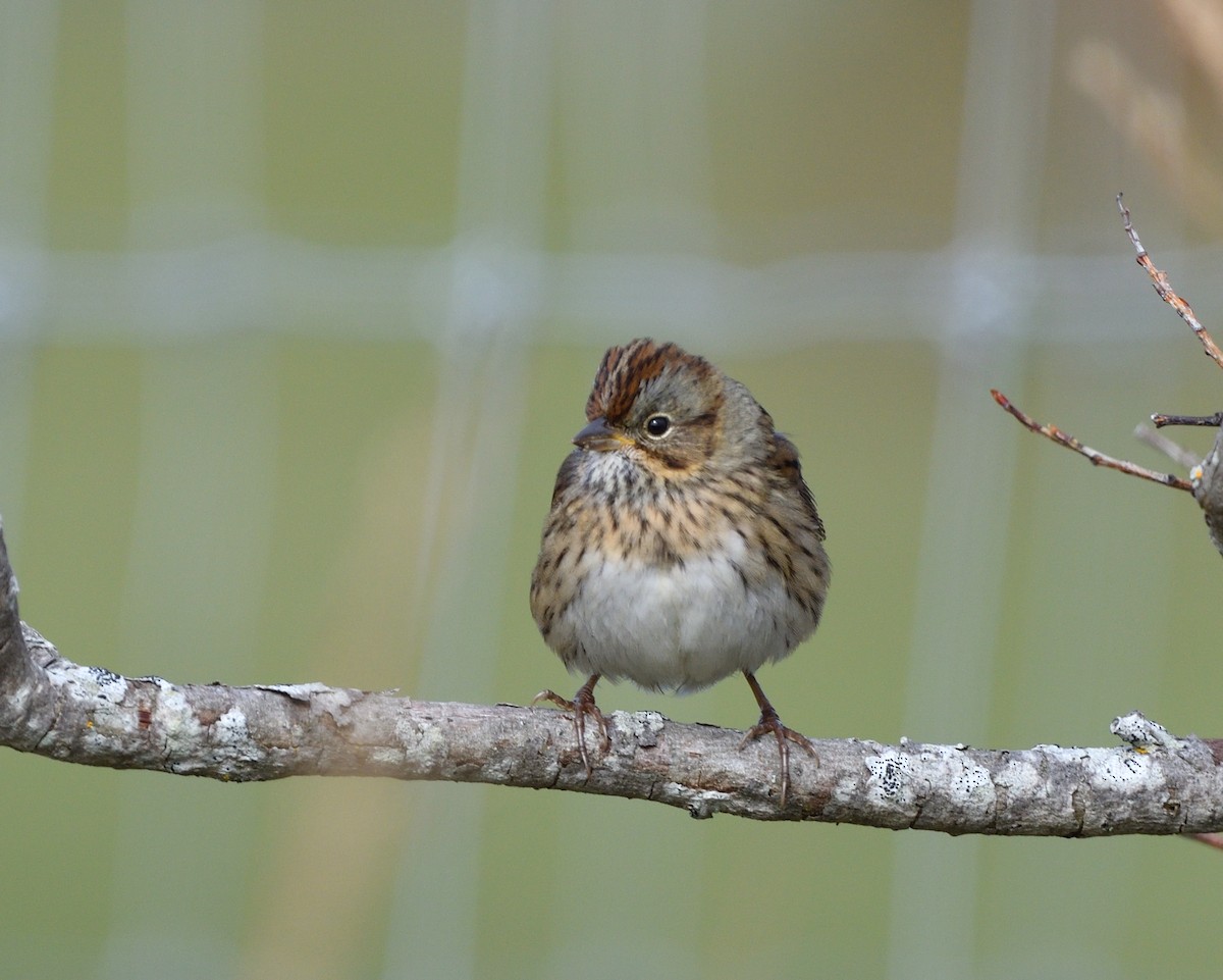 Lincoln's Sparrow - ML642282305