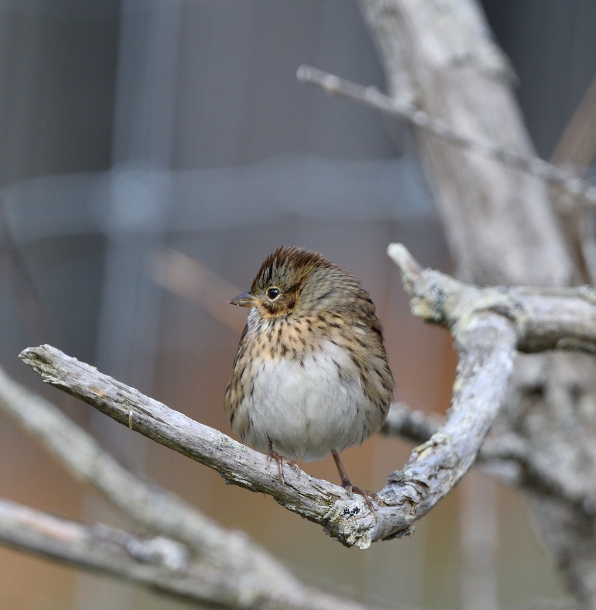 Lincoln's Sparrow - ML642282306