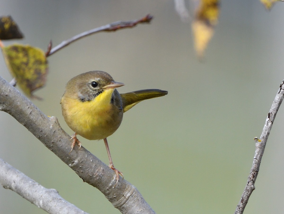 Common Yellowthroat - ML642282308