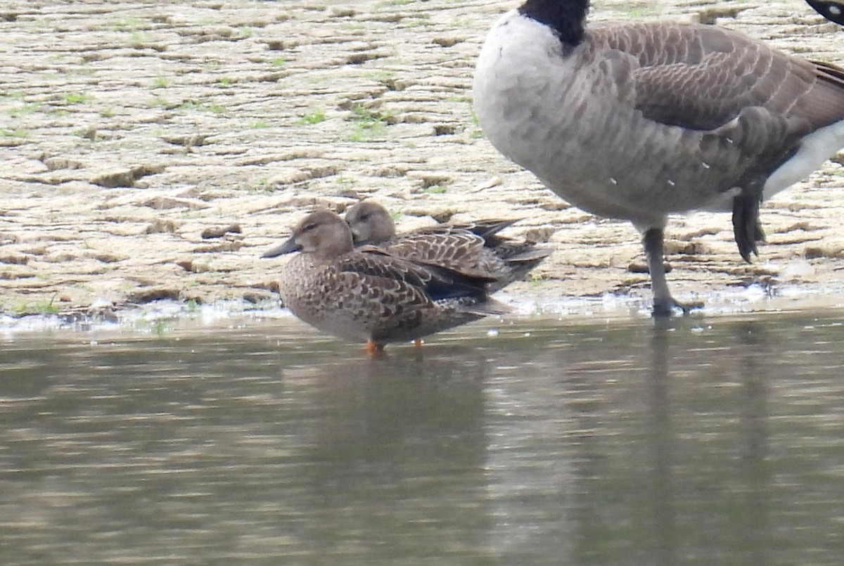 Cerceta Aliazul - ML642282309