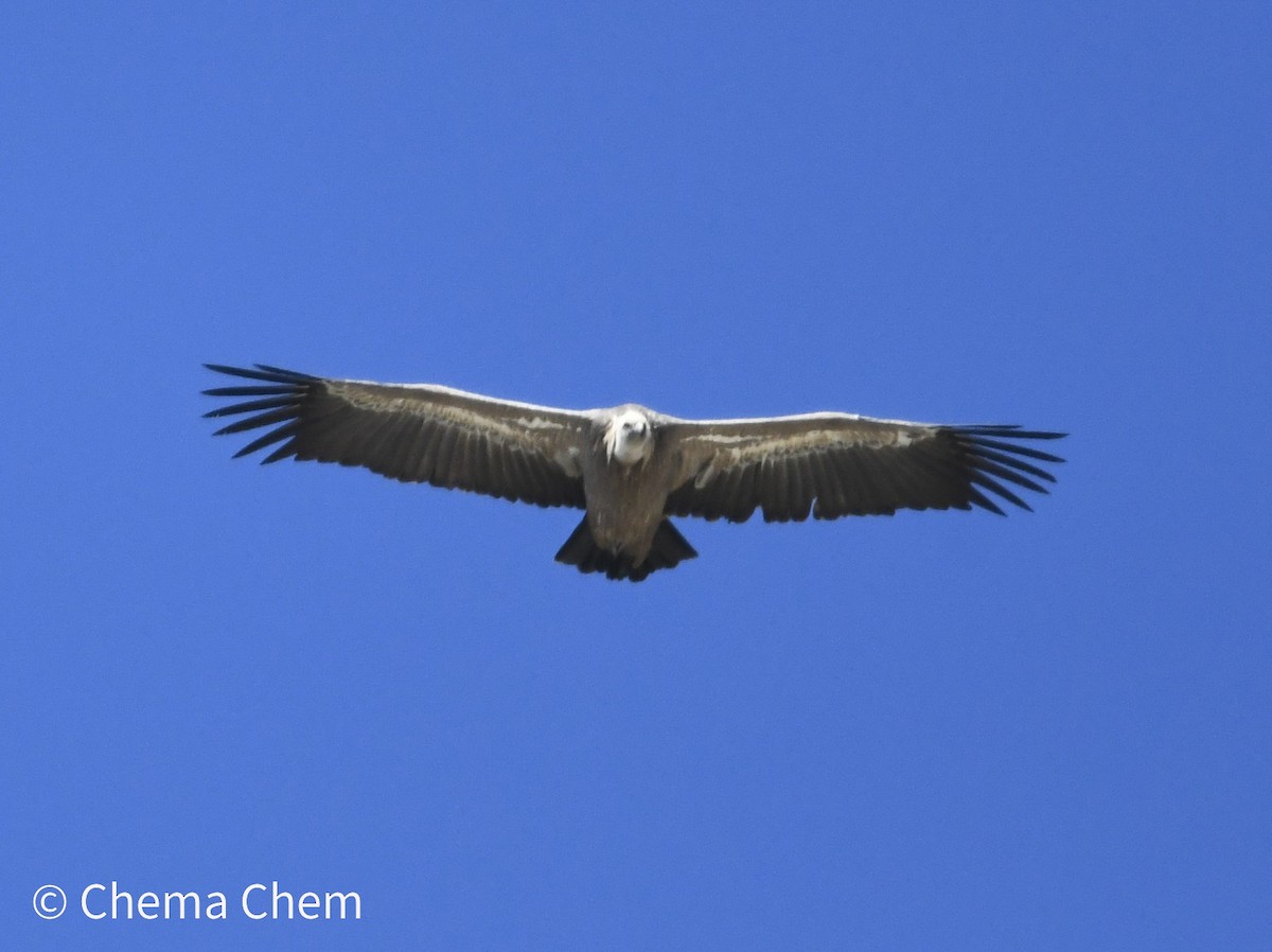 Eurasian Griffon - ML642282312