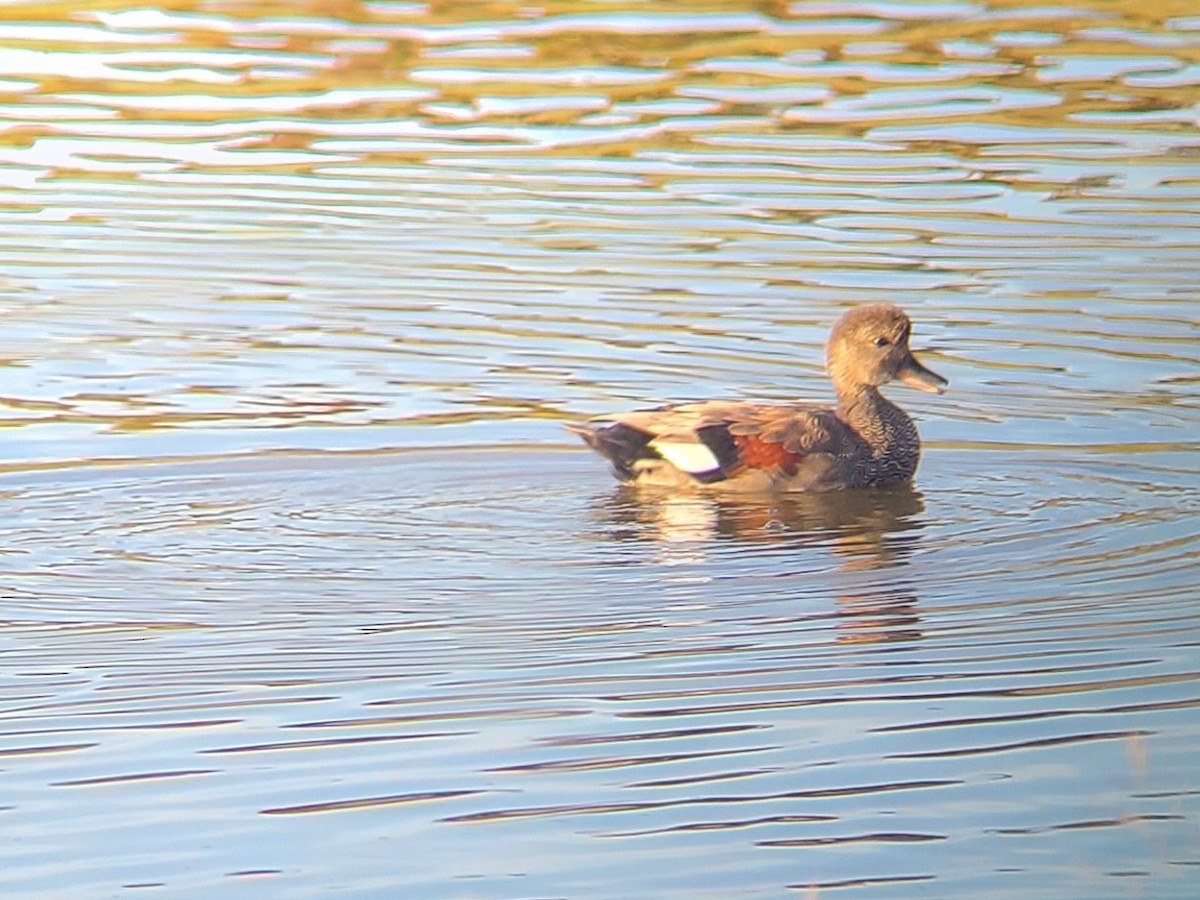Gadwall - ML642282317
