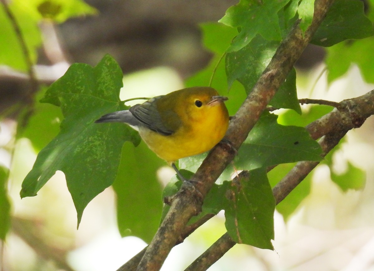 Reinita Protonotaria - ML642282320