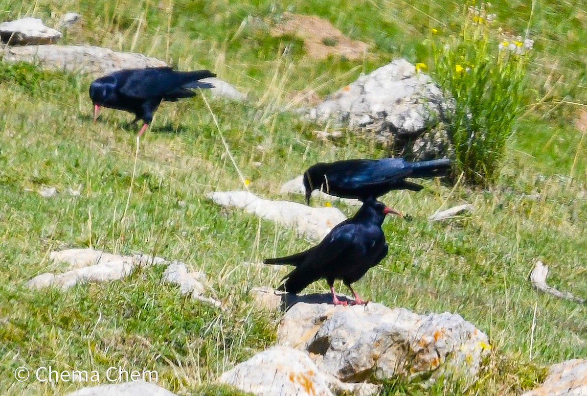 Red-billed Chough - ML642282325