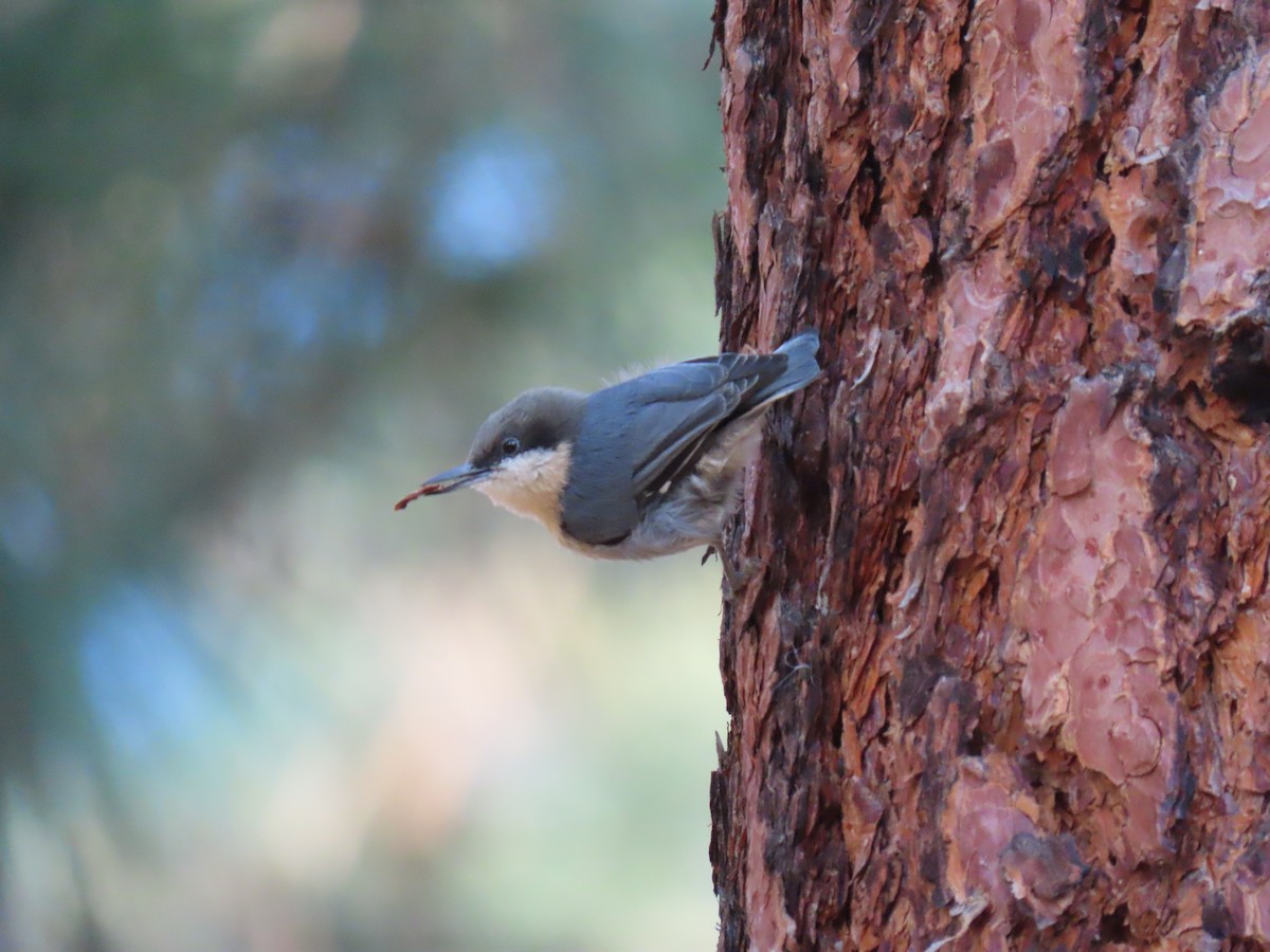 Pygmy Nuthatch - ML642282368