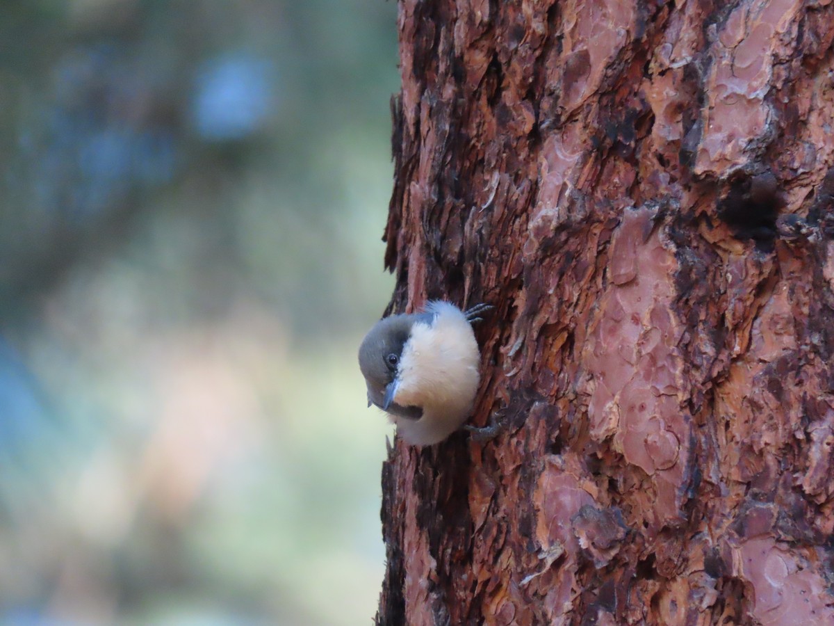 Pygmy Nuthatch - ML642282369
