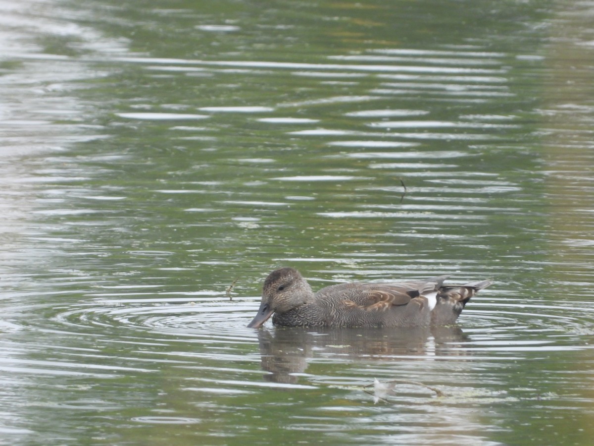 Gadwall - ML642282374