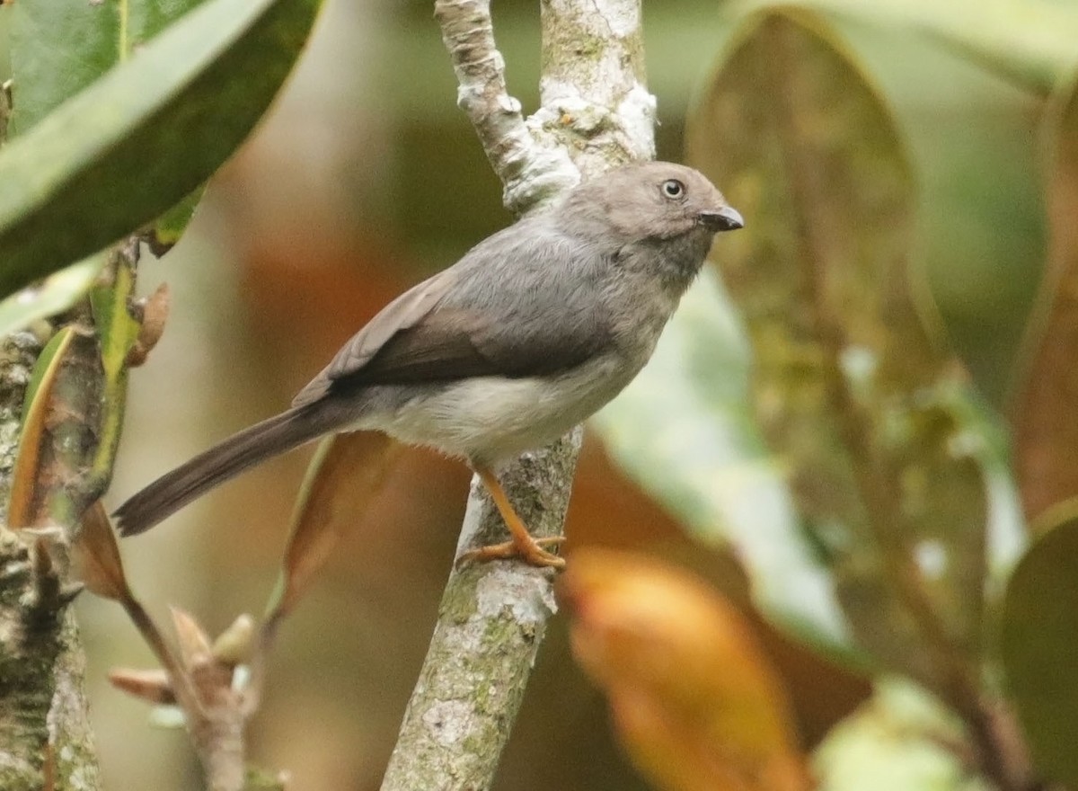 Javaschwanzmeise - ML642282397