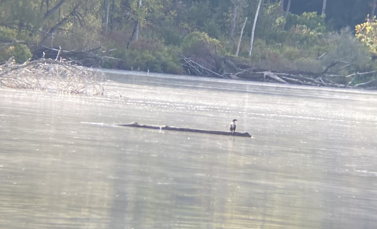 Double-crested Cormorant - ML642282411
