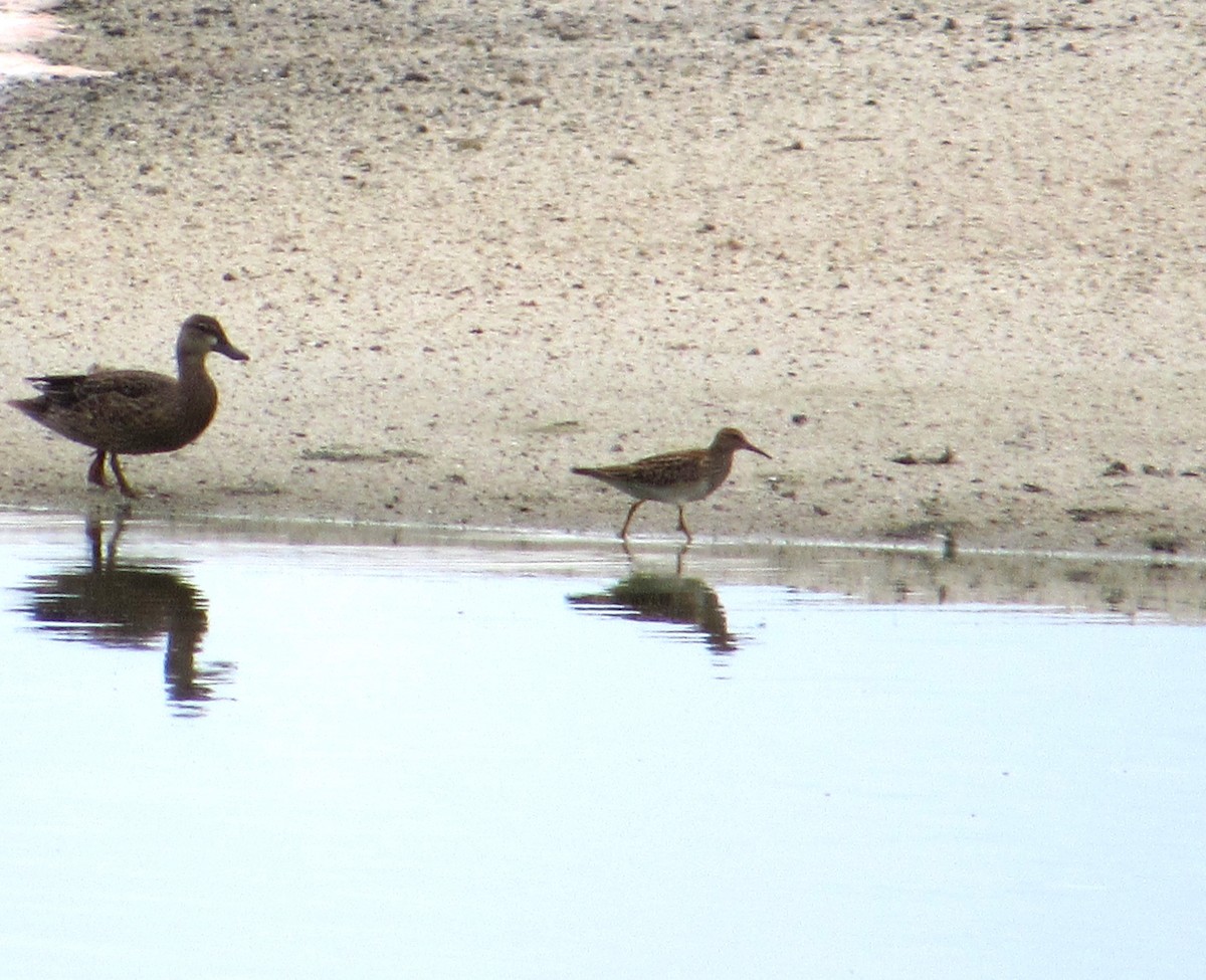 Орог элсэг - ML642282418