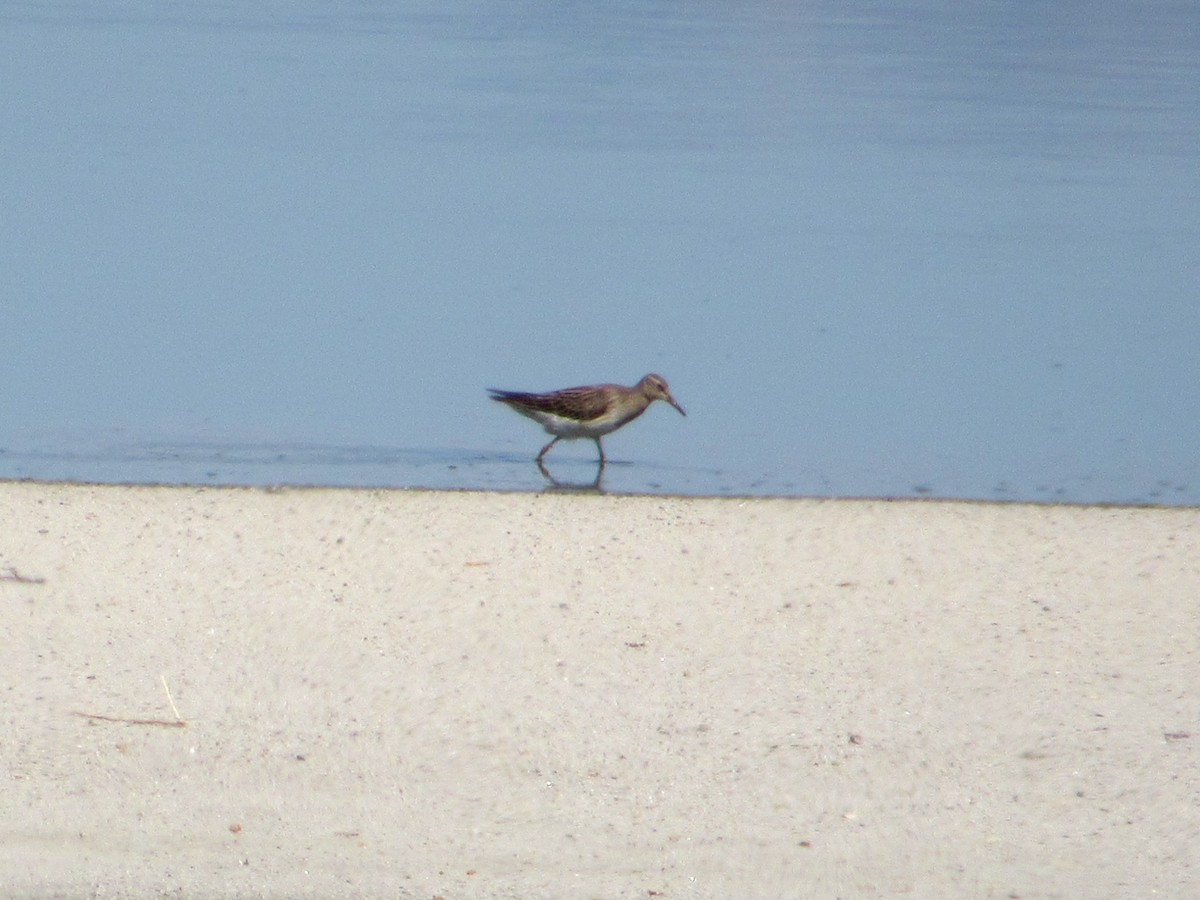 Орог элсэг - ML642282419