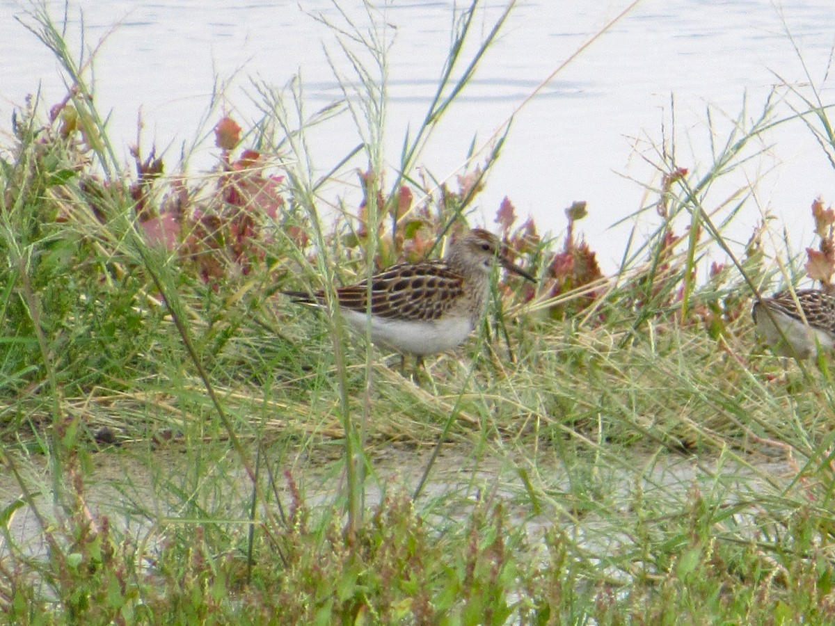 Орог элсэг - ML642282420