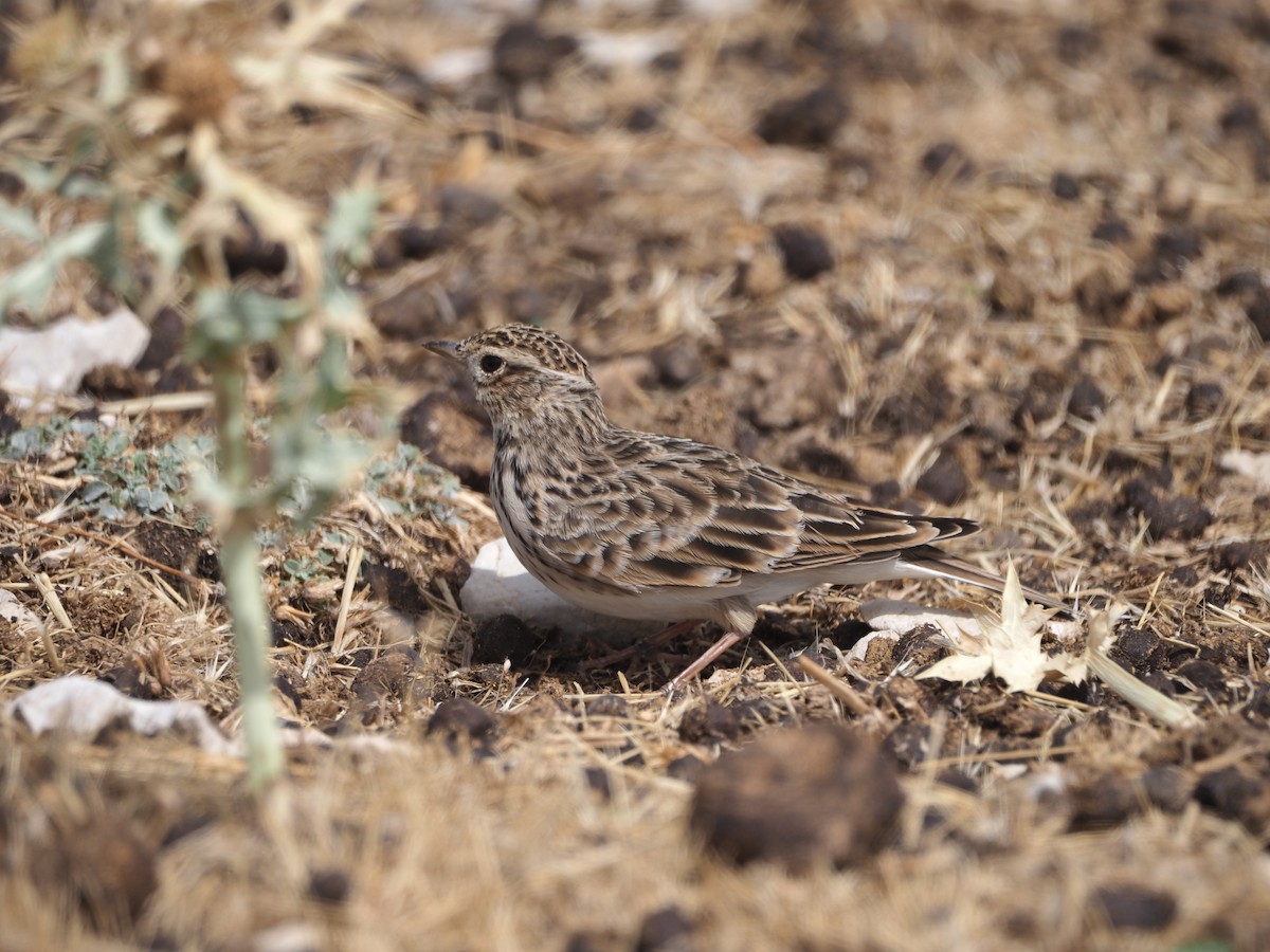 Eurasian Skylark - ML642282426