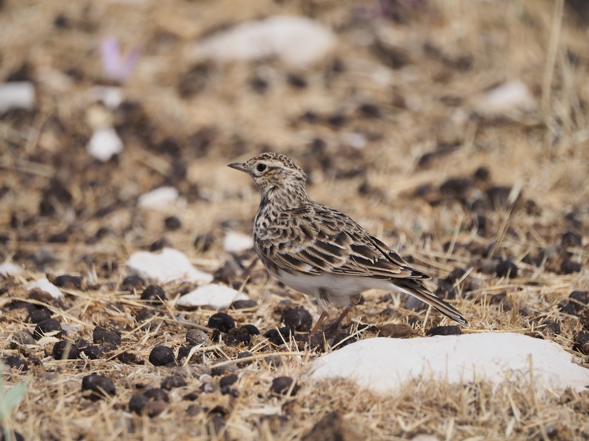 Eurasian Skylark - ML642282427