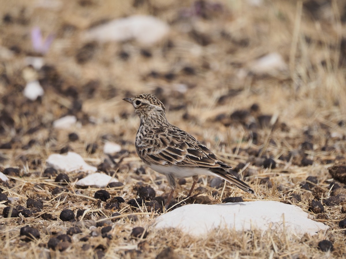 Eurasian Skylark - ML642282428