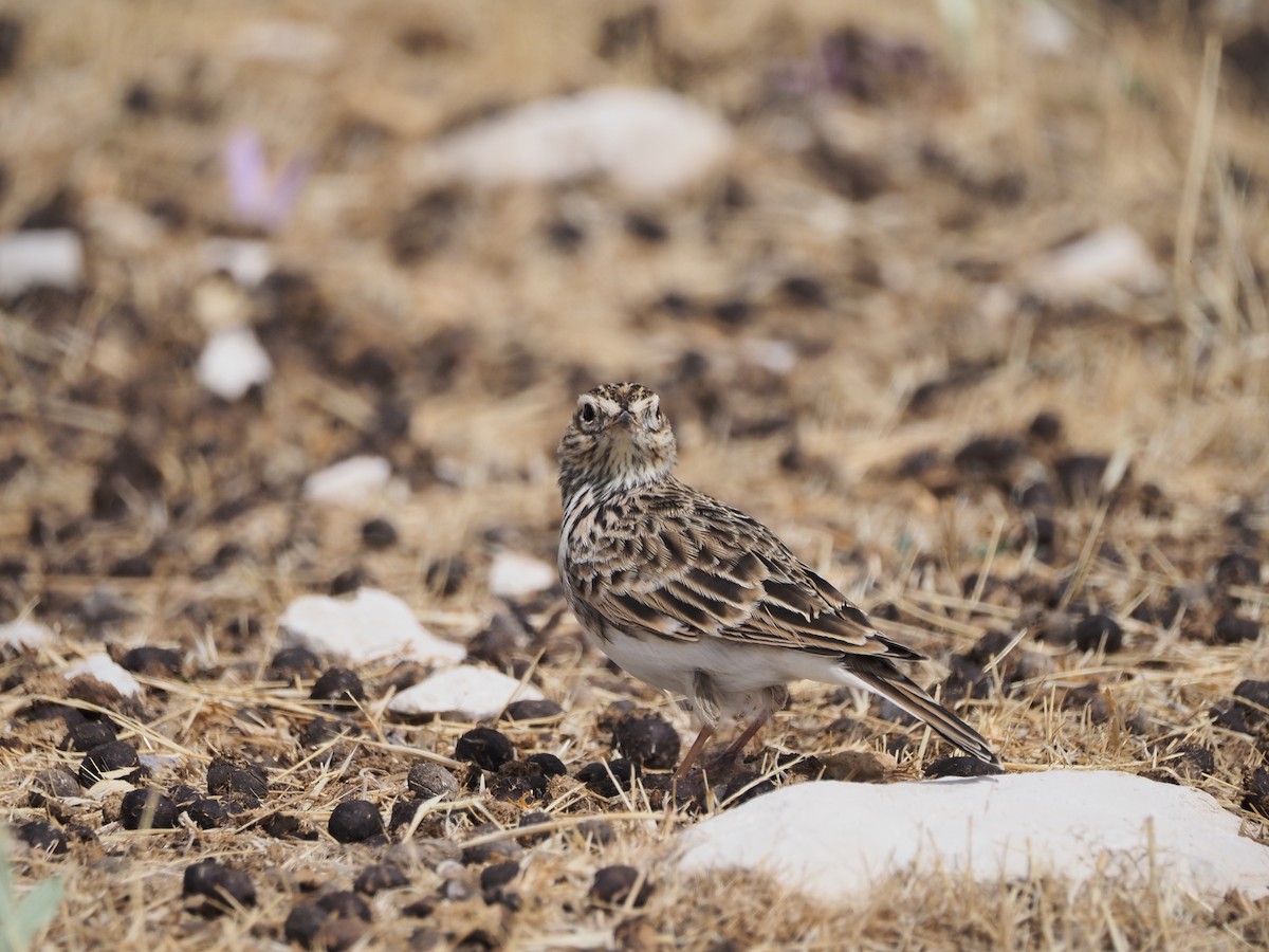 Eurasian Skylark - ML642282429