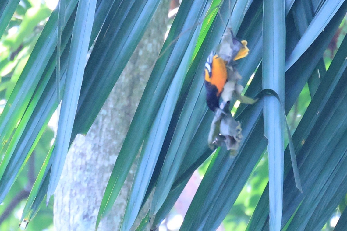 Baltimore Oriole - ML642282431