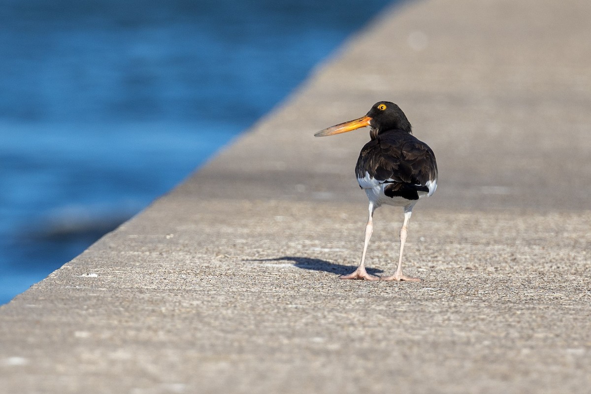 American Oystercatcher - ML642282448