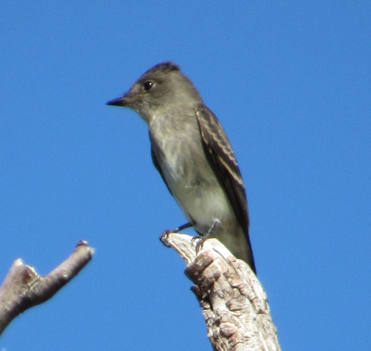 Western Wood-Pewee - ML642282456