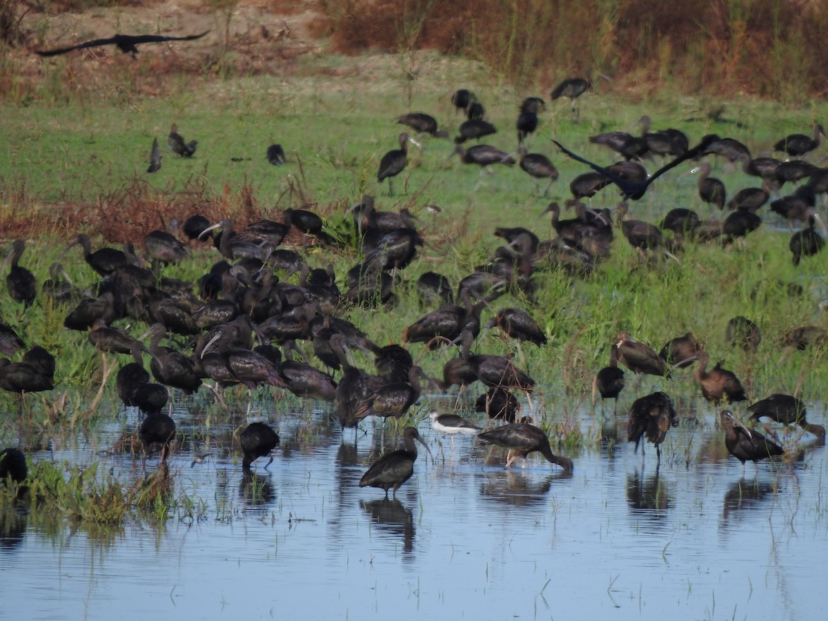 Glossy Ibis - ML642282459