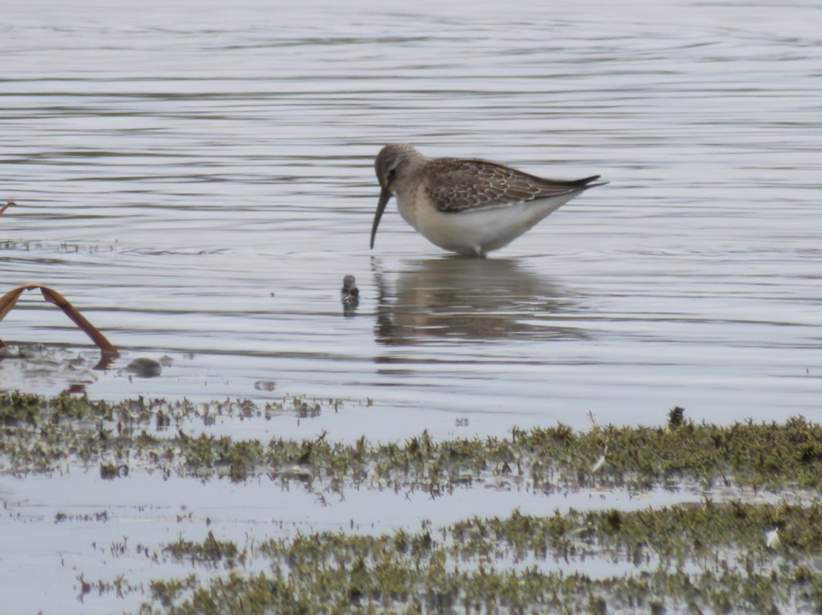 Curlew Sandpiper - ML642282460