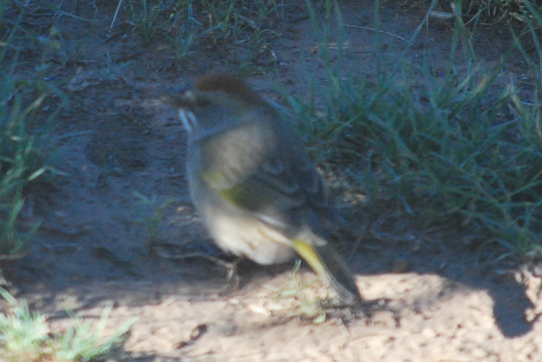 Green-tailed Towhee - ML642282473