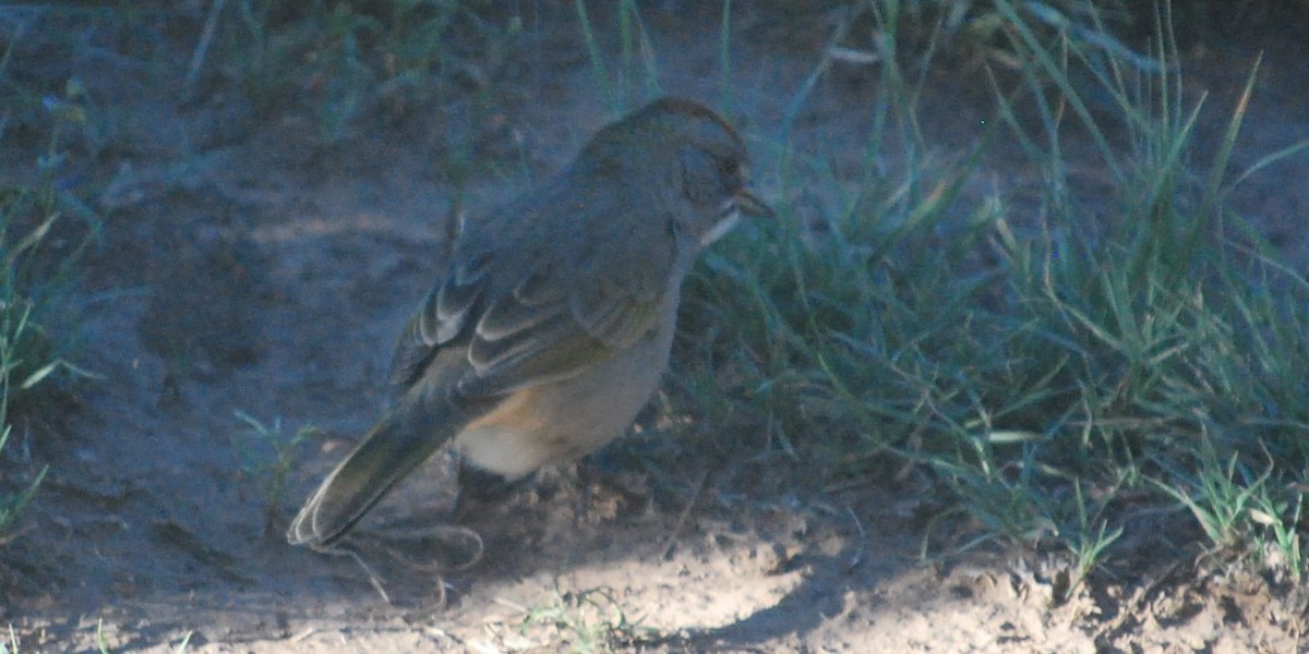 Green-tailed Towhee - ML642282482