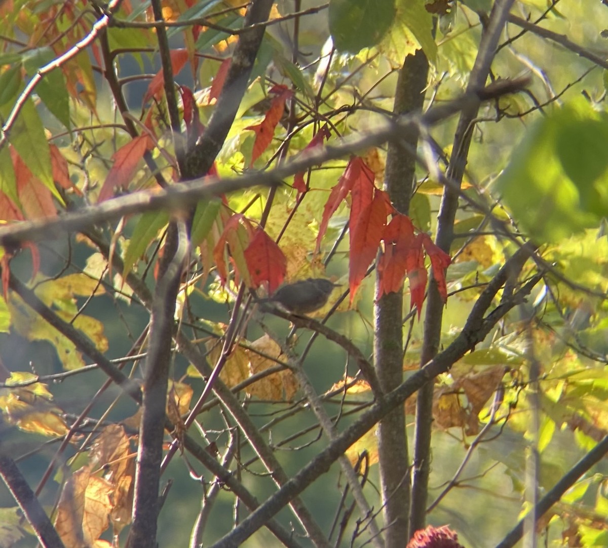 Northern House Wren (Northern) - ML642282487