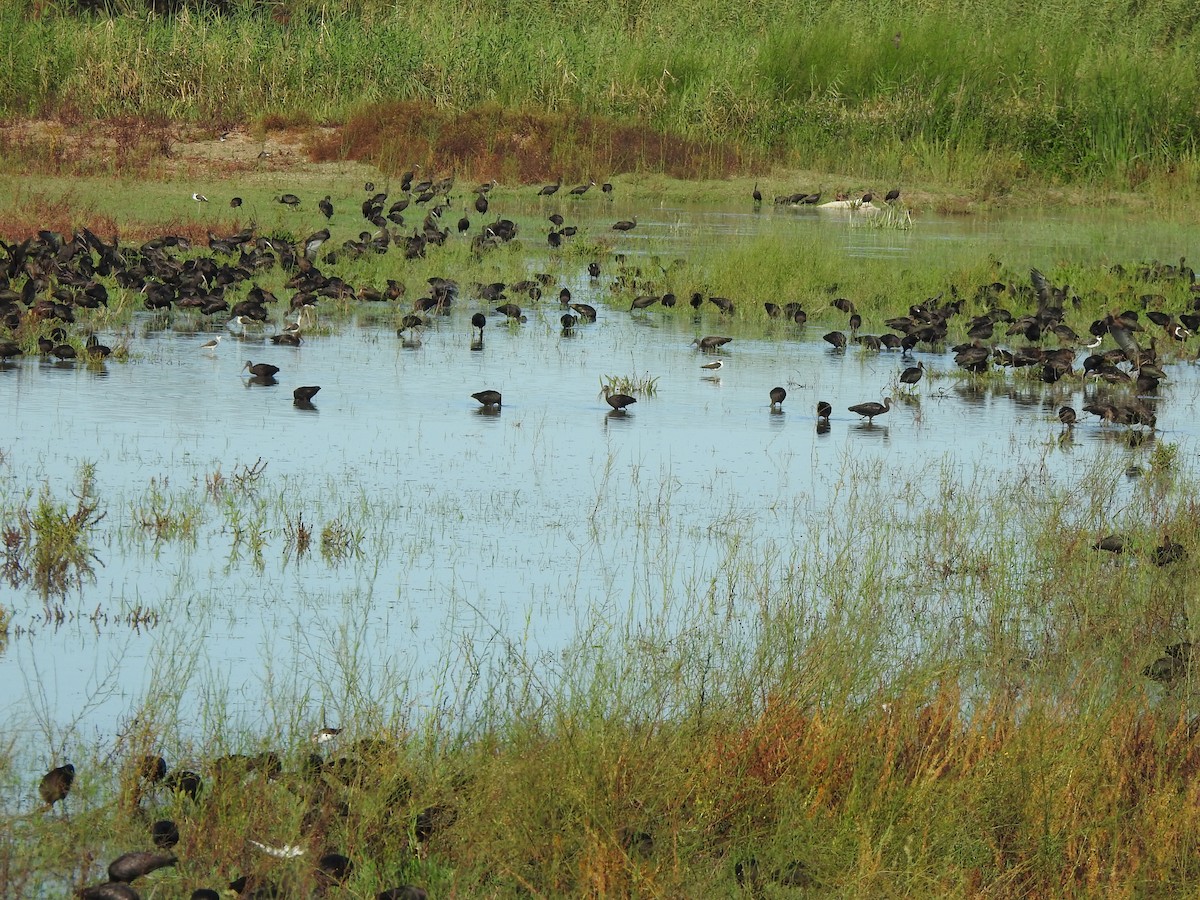 Glossy Ibis - ML642282508