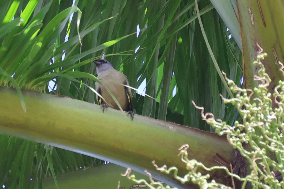 Yellow-winged Tanager - ML642282510