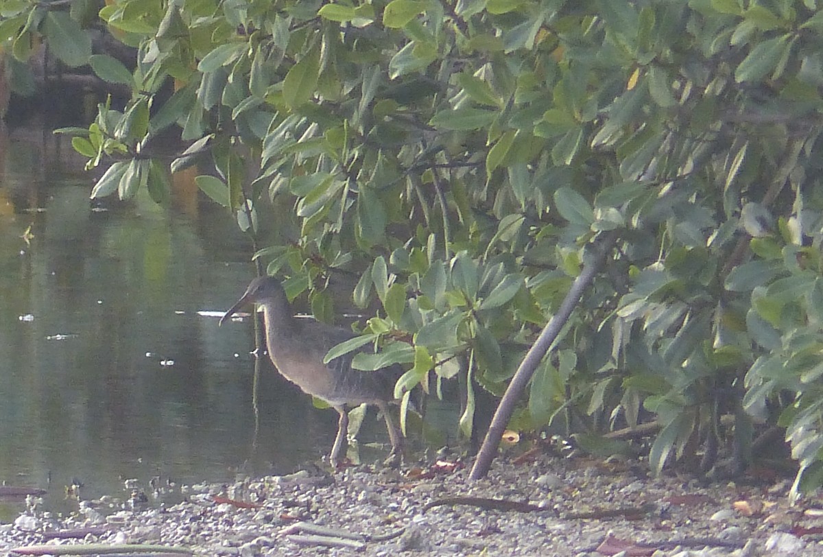 Clapper Rail - ML642282518