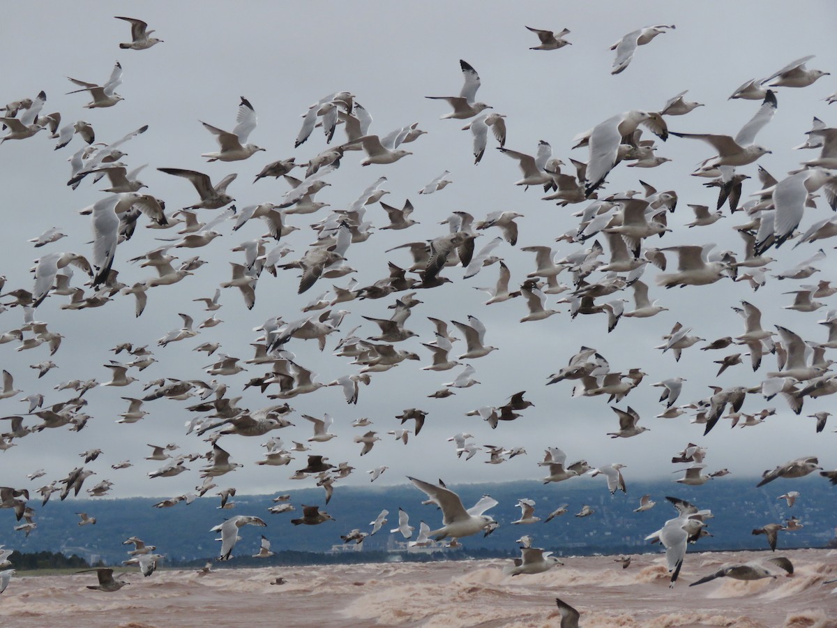 Ring-billed Gull - ML642282530