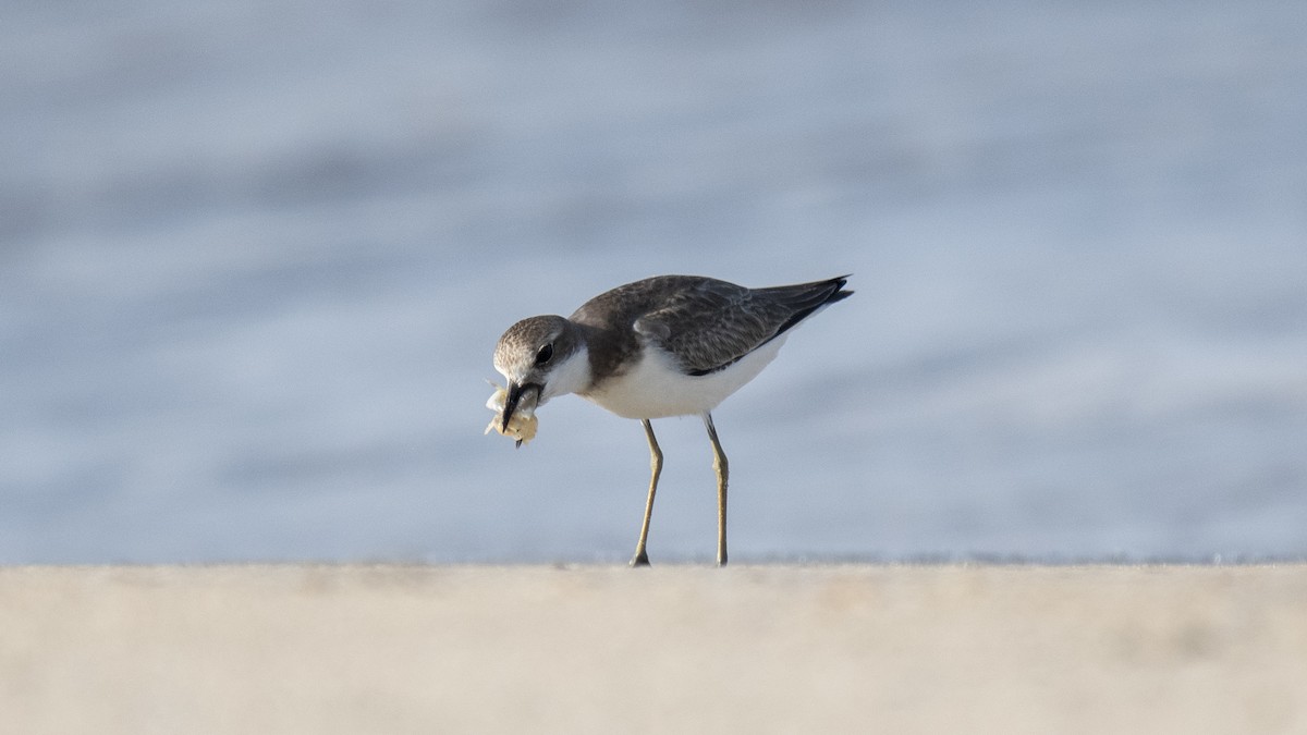 Greater Sand-Plover - ML642282535