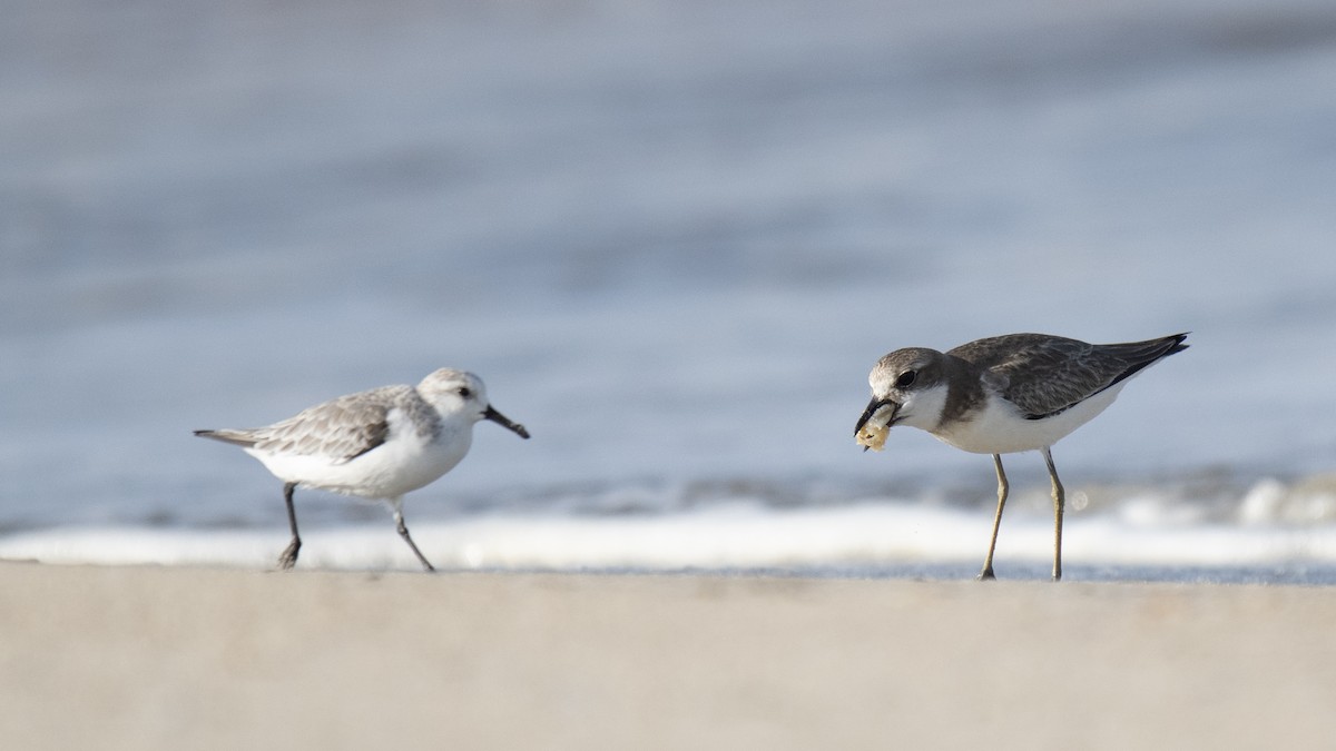 Greater Sand-Plover - ML642282536