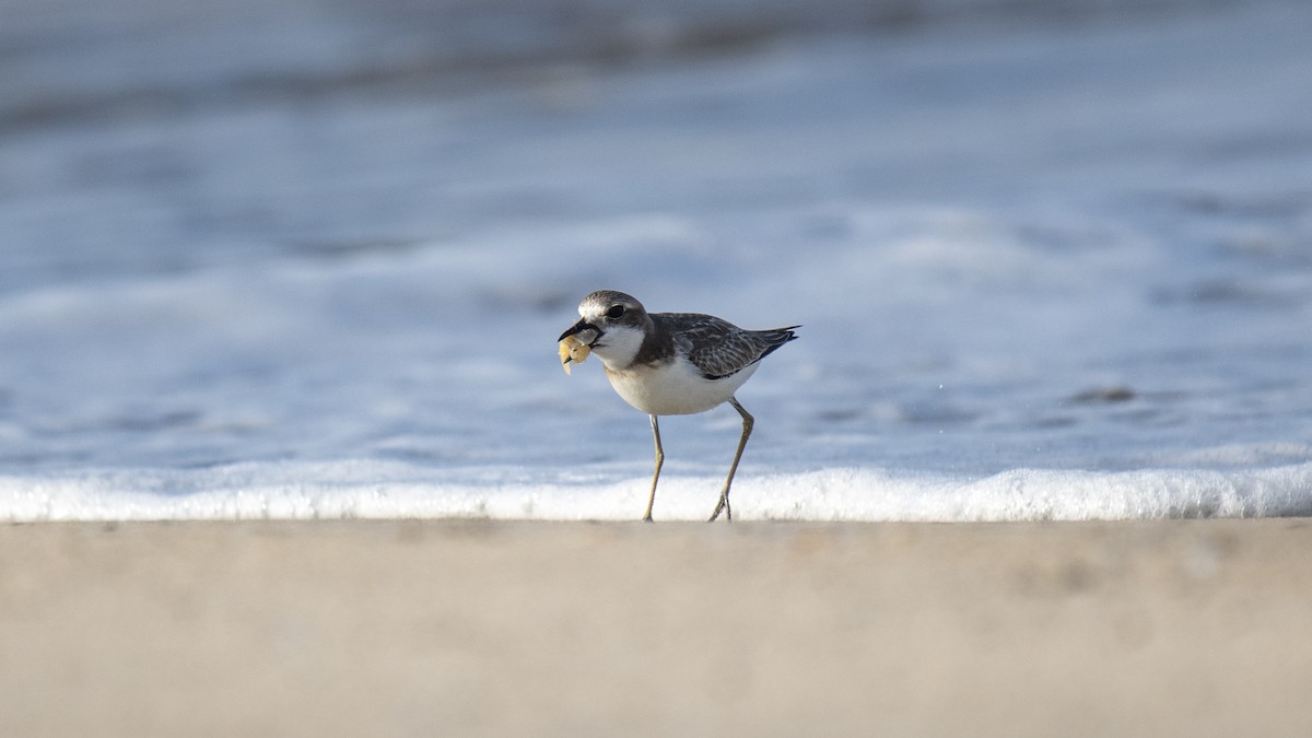 Greater Sand-Plover - ML642282537